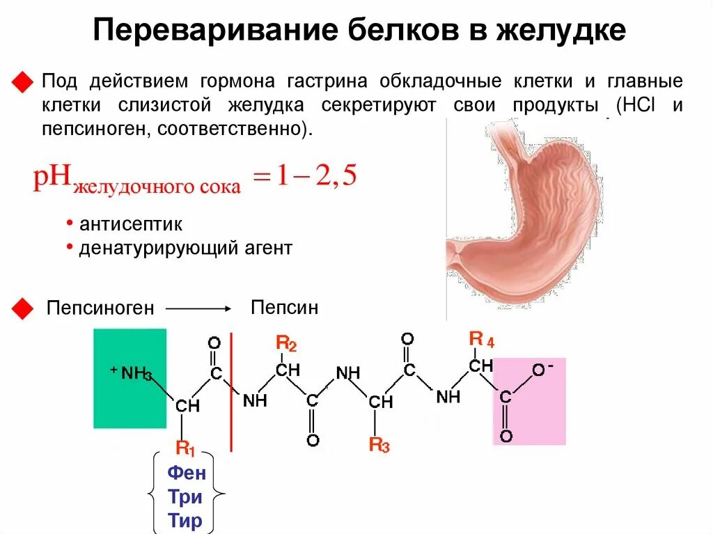 Переваривание растительных белков. Схема переваривания белка в желудке. Переваривание белков в ЖКТ. Схема переваривания белков в ЖКТ. Переваривпние белка в желудке.