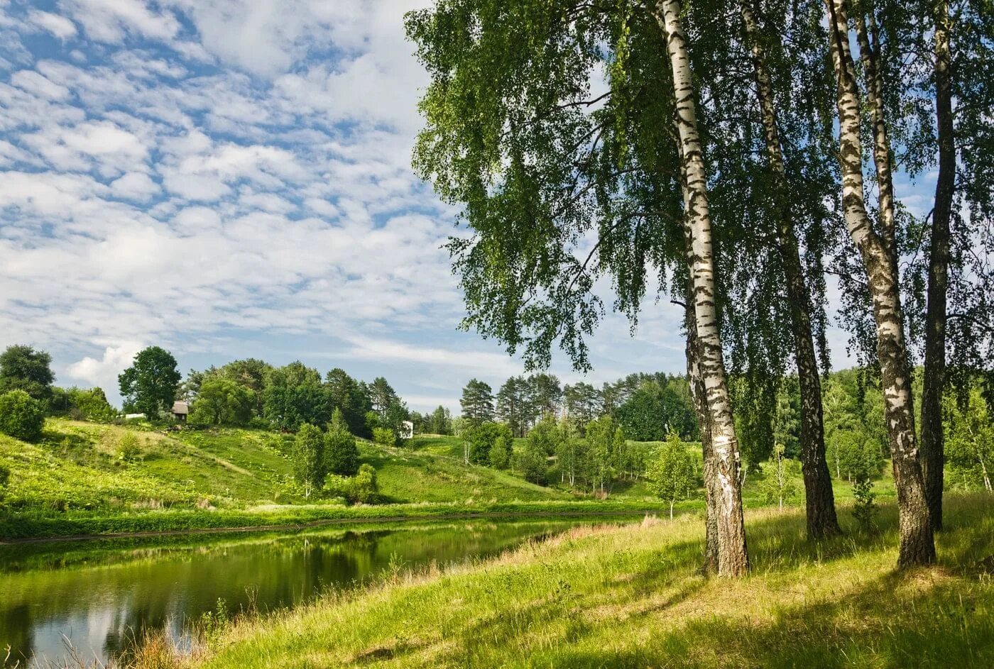 Лето в россии станет. Природа лес река Березки. Родные просторы Пушгоры панорама. Природа деревня речка Березки. Пушгоры береза.