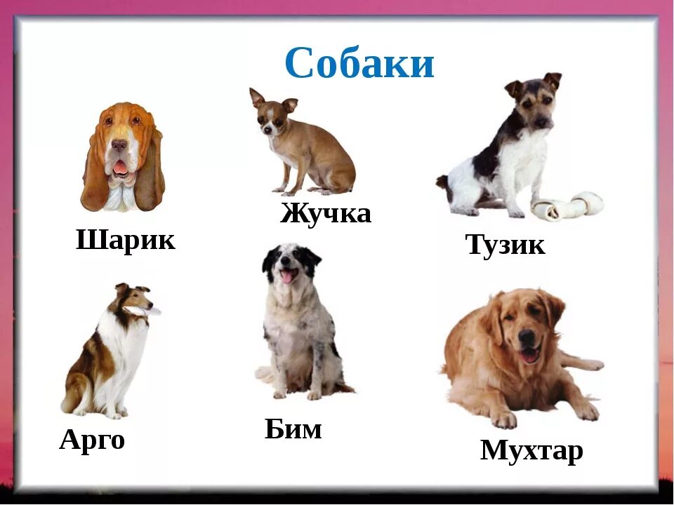 Имена для собак мальчиков щенят. ИМИГА ддя собак мальчик. Имя. Кличка. Щенок какие звуки