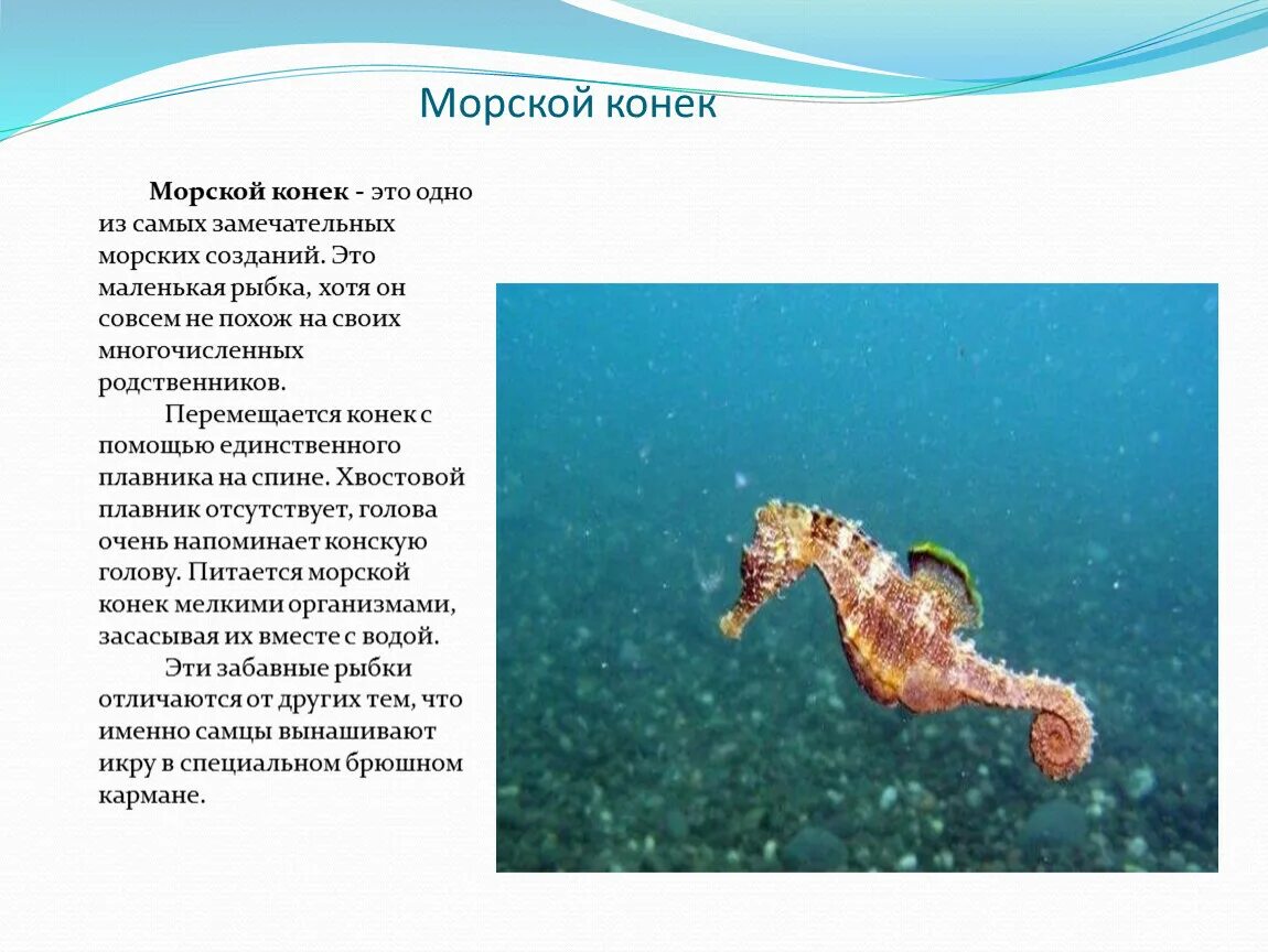 Конек рассказ