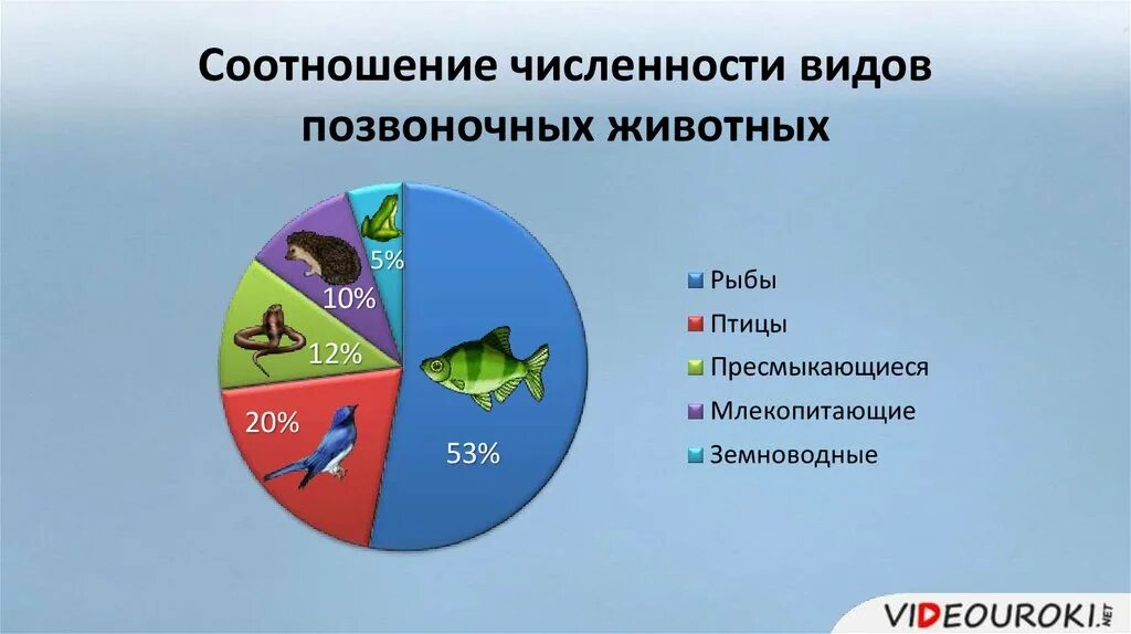 Самый многочисленный класс позвоночных