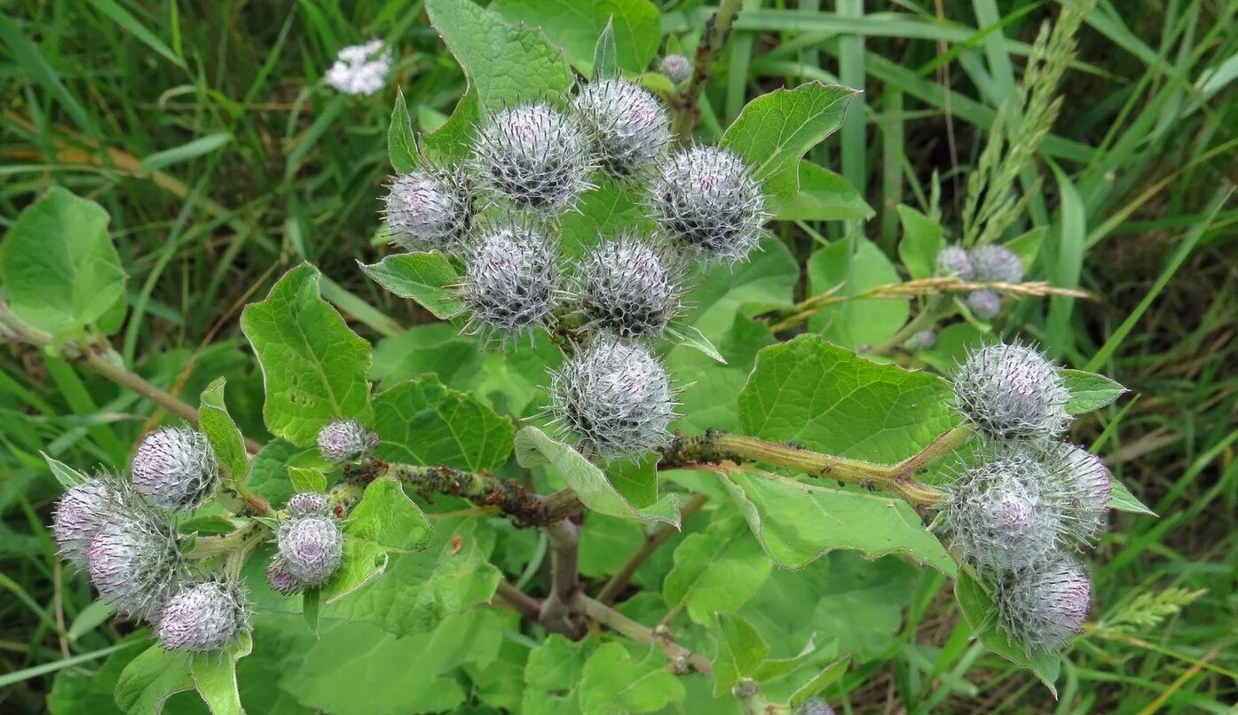 Куст лопуха. Лопух паутинистый (Arctium tomentosum). Репейник медонос. Лопух паутинистый -Ārctium tomentōsum. Лопух большой Arctium Lappa.