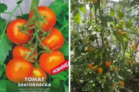 Томат златовласка