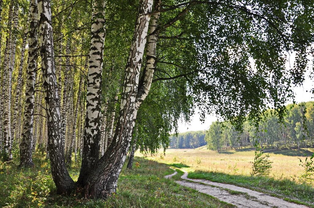 Песня две березки у дороги две солдатки. Березовая роща береза повислая. Россия Русь Березки тополя. Березовая роща Сергиев Посад. Березовая роща Пенза.