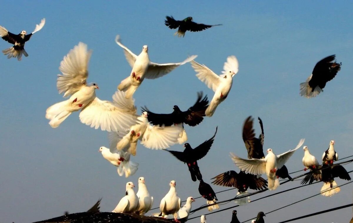 Белые птицы кружат над крышами слушать. Голубь в полете. Стая голубей. Голубь взлетает. Голубь в воздухе.