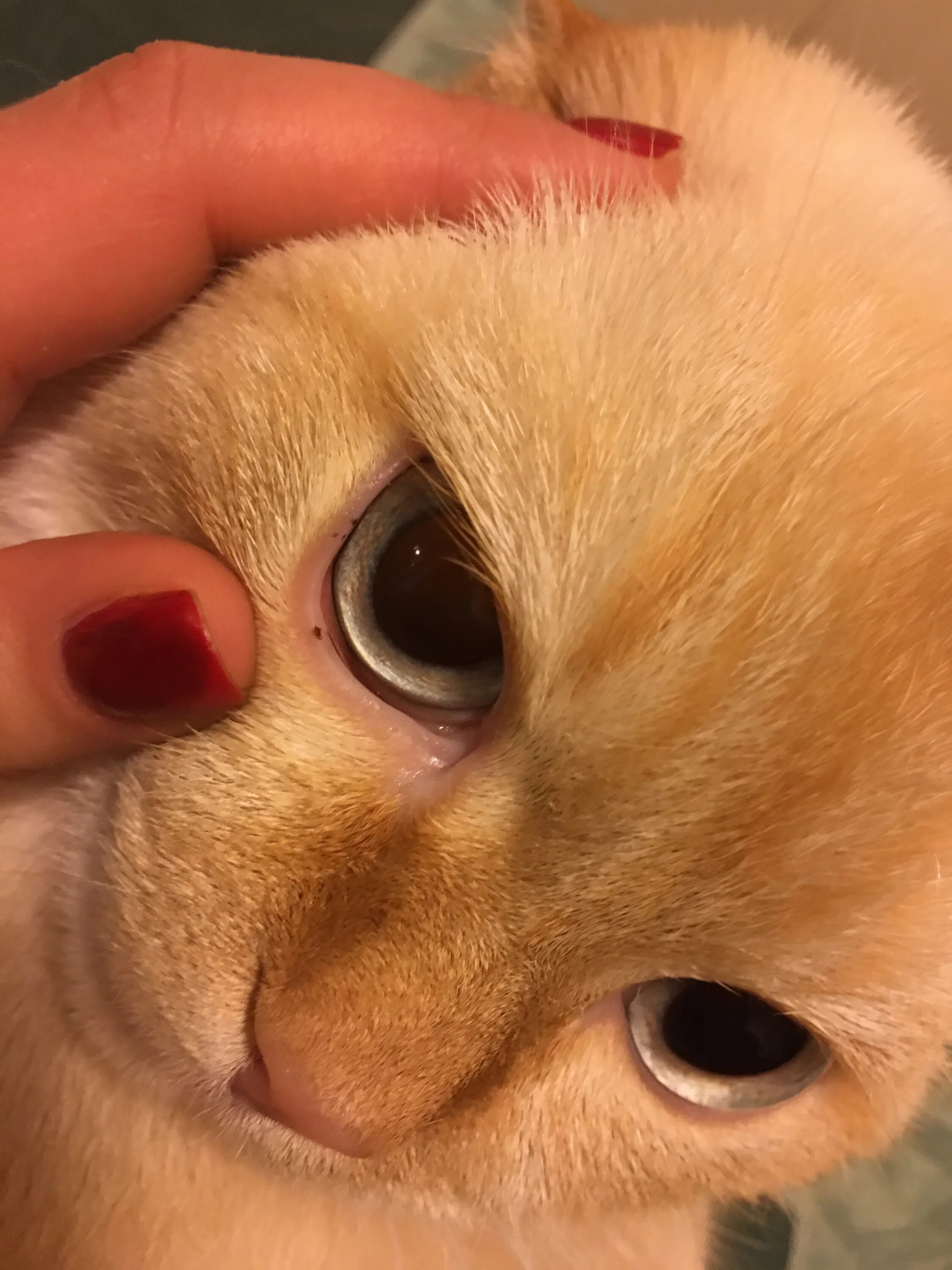 Пятно на глазу у кота