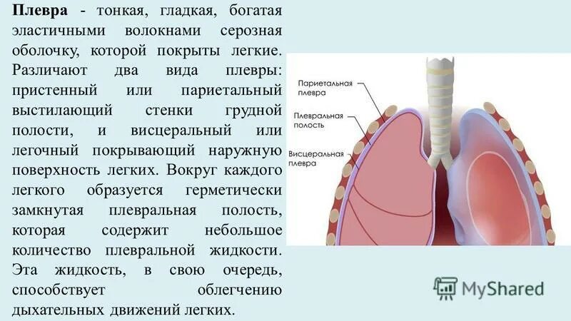 Правая плевральная полость. Плевра и средостение. Висцеральная (легочная) плевра. Плевральная полость купол плевры. Плевральные полости, синусы плевры.