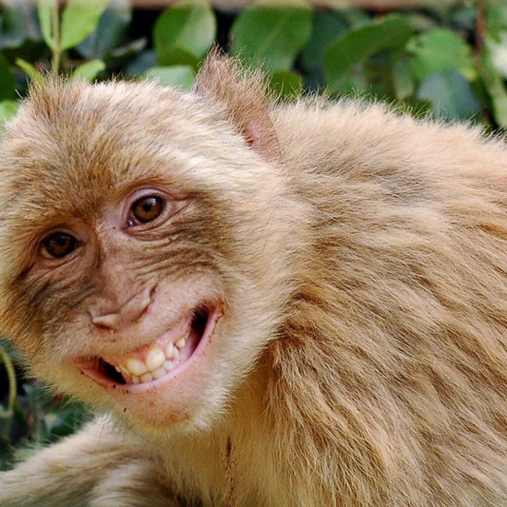 От улыбки обезьяна подавилася бананом. Обезьяна. Обезьяна улыбается. Смешное животное. Шимпанзе улыбается.