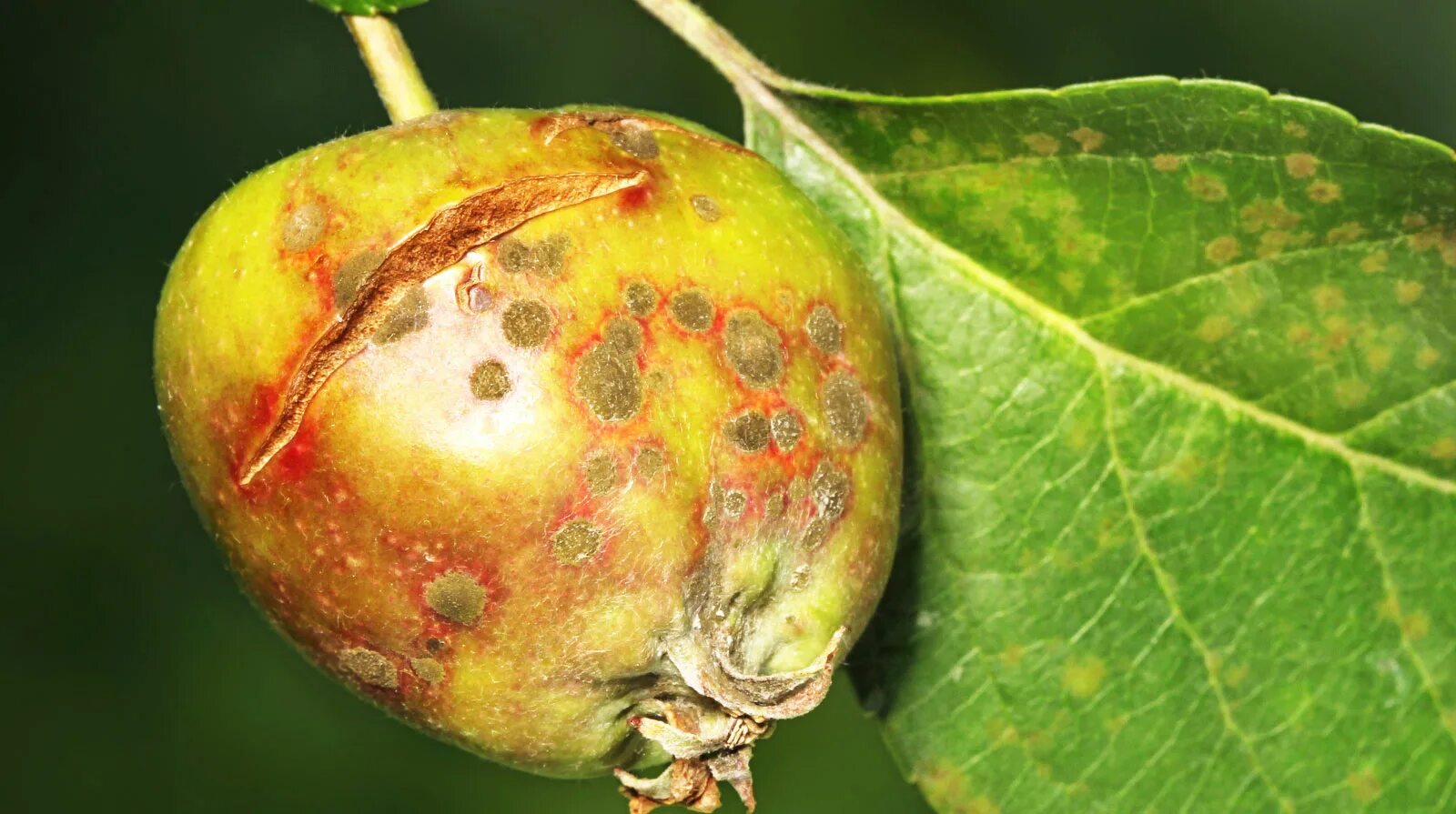 Plant disease. Парша на яблоне. Бересклетовая щитовка. Парша яблони и груши. Альтернариоз яблони.