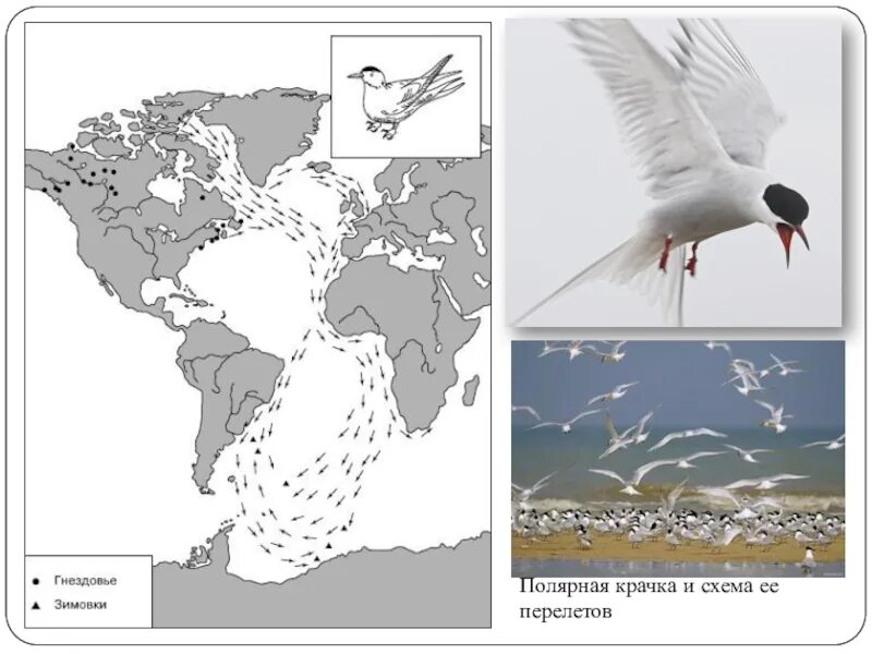 Карта bird. Пути миграции полярной крачки. Полярная крачка миграция маршрут. Миграция полярной крачки на карте. Полярная крачка схема миграции.