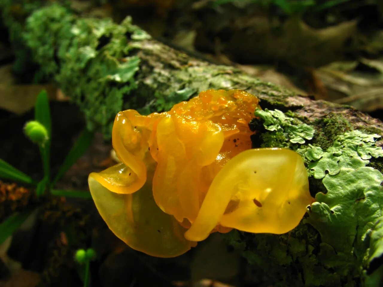 Дрожалка оранжевая гриб. Дрожалка оранжевая (Tremella mesenterica). Дрожалка оранжевая съедобный гриб. Дрожалка листоватая Tremella foliacea.