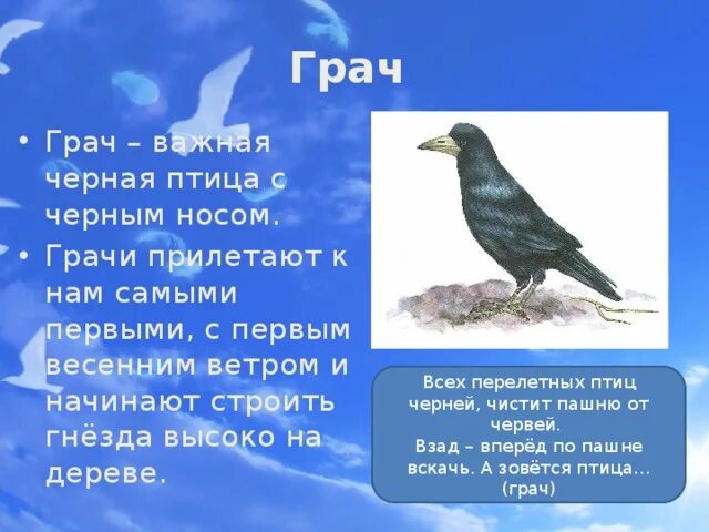 2 предложения о грачах. Рассказать перелетные птицы. Рассказ о перелетных птицах 2 класс. Роскар о перелетных птицах. Произведения о перелетных птицах для дошкольников.