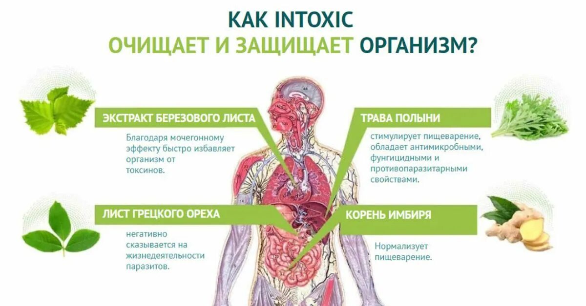 Выводит интоксикацию из организма. Вывод паразитов из организма. Продукты для выведения паразитов с организма. Продукты очищающие организм от гельминтов. Лекарство для выведения из организма глистов.