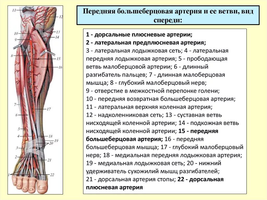 Что такое сосудистые пучки какую. Задняя большеберцовая артерия топография. Топографическая анатомия голени человека. Мышцы голени топографическая анатомия. Поверхностный малоберцовый нерв.