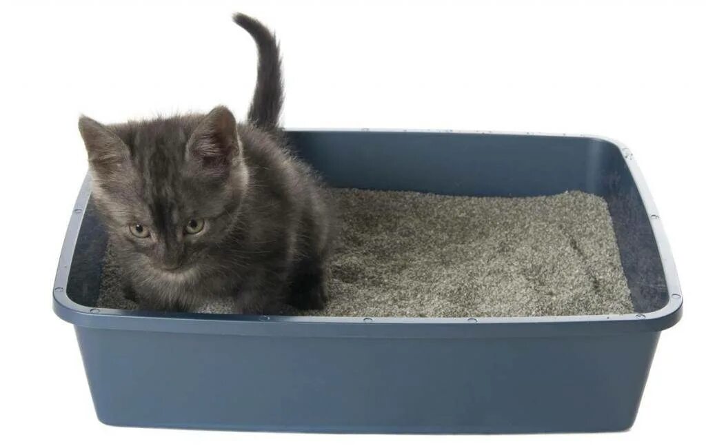 Как приручить котенка к лотку