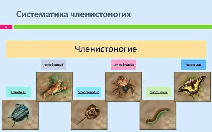 Прямое развитие членистоногих. Членистоногие классификация. систематика членистоногих. систематика животных членистоногие. систематика членистоногих arthropoda.
