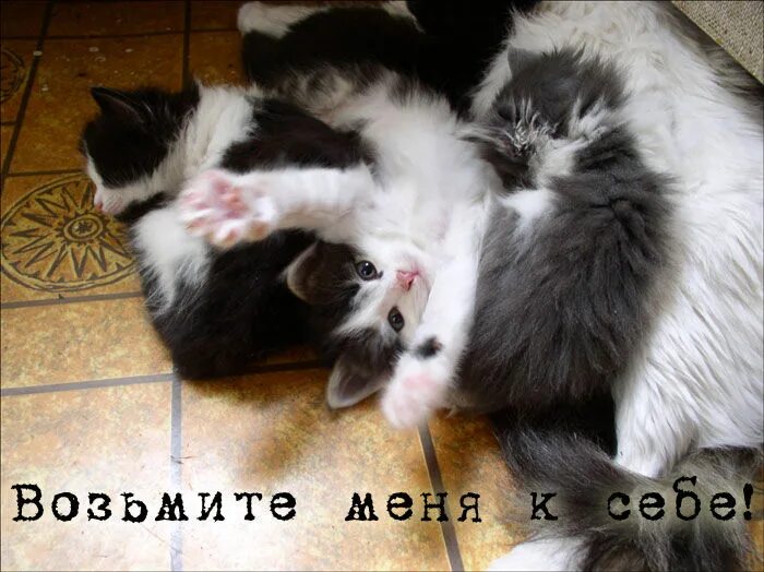 Пр есться. И не спится не лежится не гуляется. Свежо питание да серится. Обожравшийся кот. Зачем так рано будить.