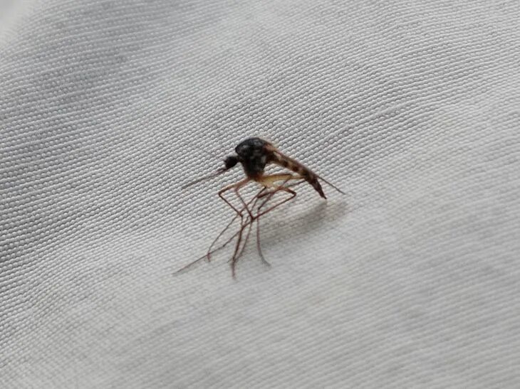 Нападение комаров. Комары. Королева комаров насекомое.