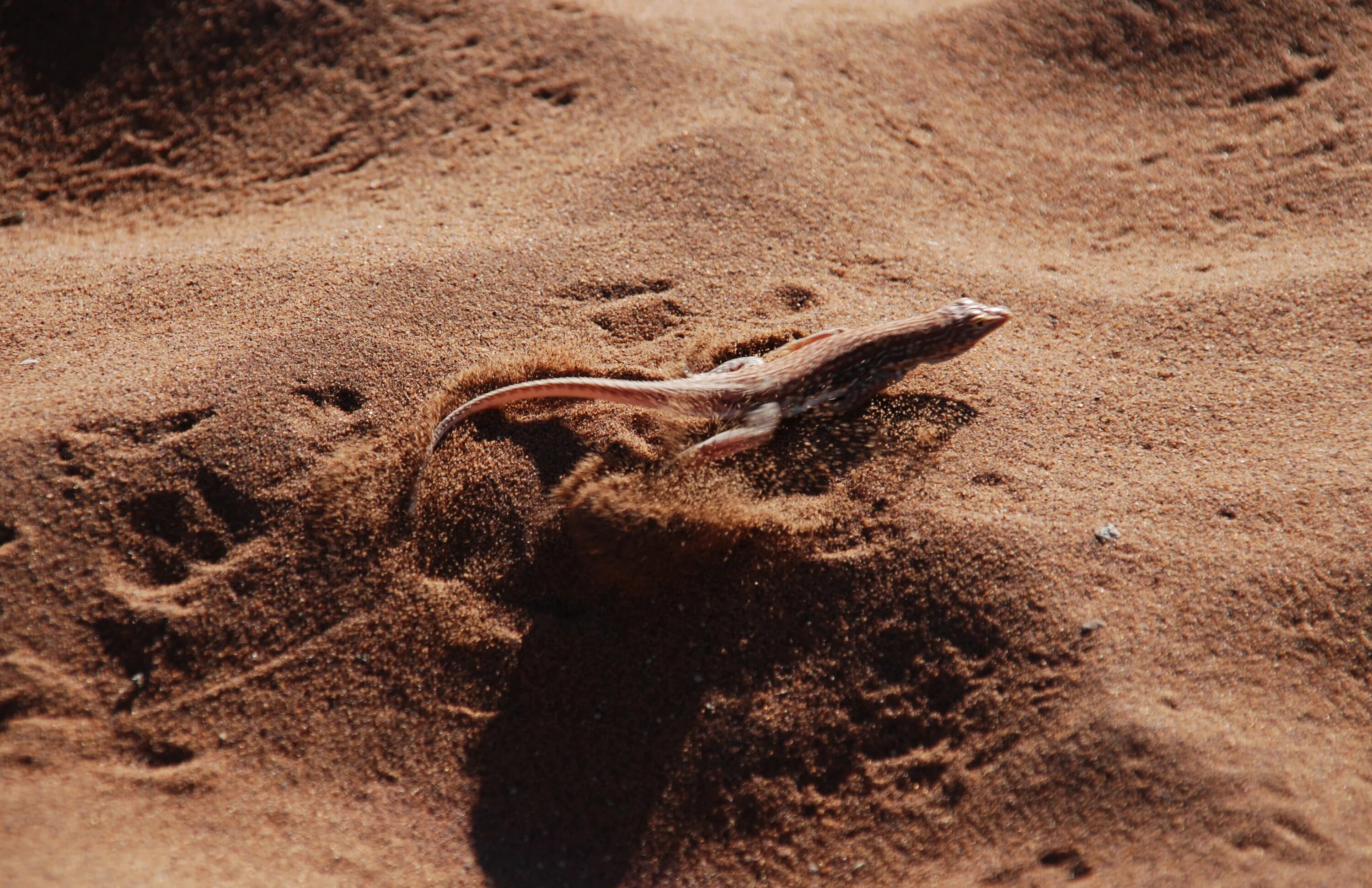 Ящерица в песке. Следы ящерицы прыткой. Пустынные ящеры. Ящерица на песке. Ящерица которая закапывается в песок.