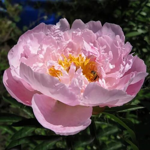 Sweet peony. Paeonia (пион) Sweet Sixteen. Пион Свит Мелоди. Пион травянистый Вог. Пион Свит 16.