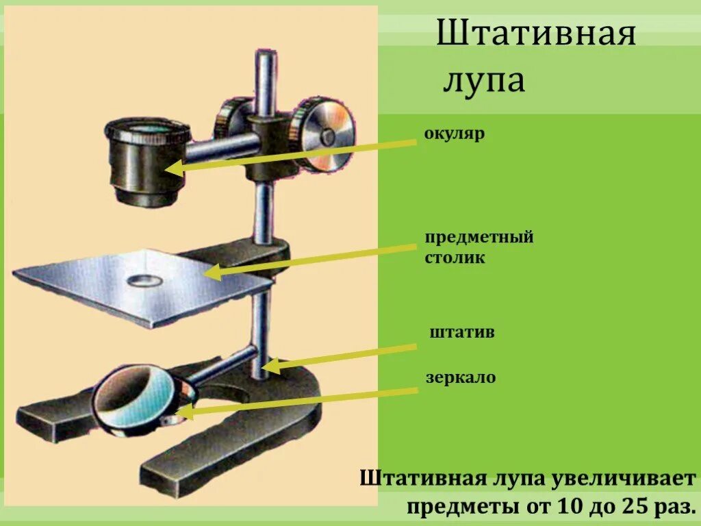 Для чего зеркало в микроскопе. Увеличительные приборы (лупа, микроскоп, штативная лупа). Штативная лупа строение штатив. Биология 5 класс увеличительные приборы- штативная лупа. «Лупа 6.5» штативная Советская.