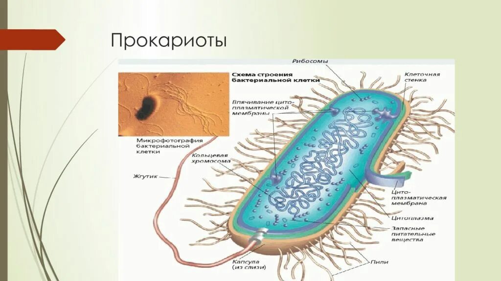 Микроорганизмы прокариоты