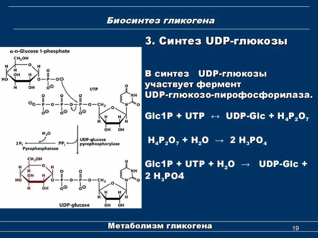 Фермент синтеза гликогена. Синтез гликогена из глюкозо-1-фосфата. Синтез гликогена биохимия. Синтез гликогена (гликогеногенез).. Синтез гликогена нуклеотиды.