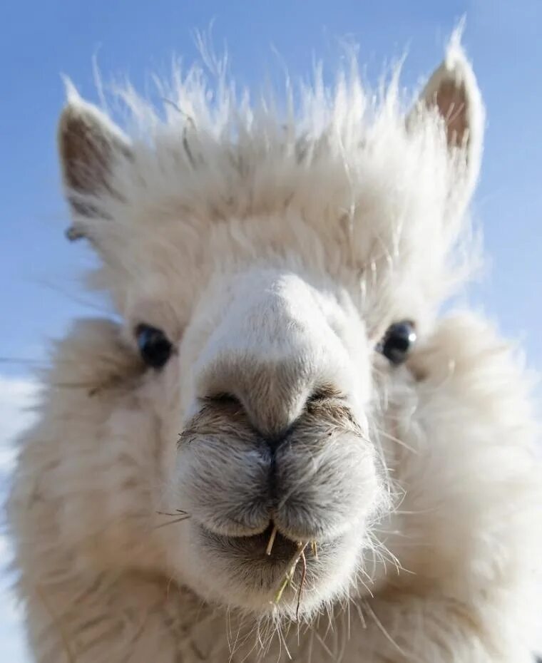 Llama web