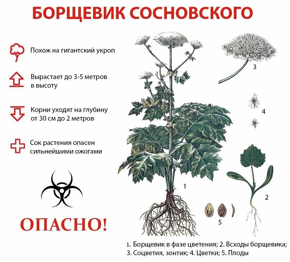 Почему не растешь в высоту. Борщевик Сосновского ядовитое растение. Ядовитый борщевик Сосновского. Борщевик Сосновского строение. Борщевик Сосновского ядовитое растение всходы.