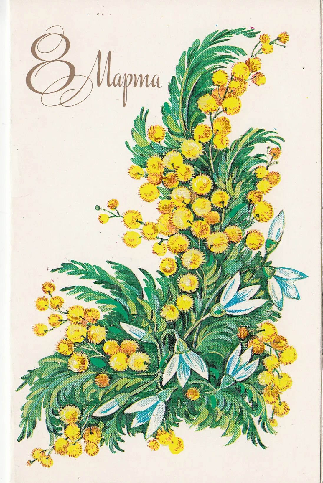 Советские открытки с изображением цветов. Мимоза открытка. Мимоза и тюльпаны рисунок