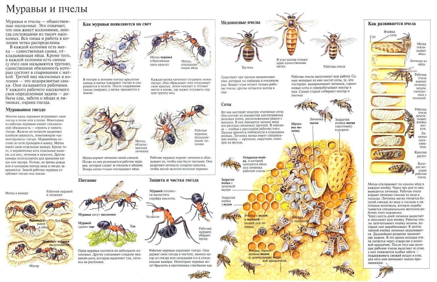 Исследование конечностей домашней пчелы какая биологическая наука. Строение улья для пчел. Виды пчелиных насекомых. Строение пчелы. Плакаты по пчеловодству.