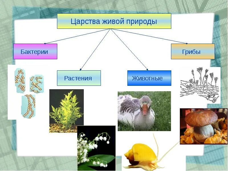 Основные царства живых организмов. Царства природы. Царства живой природы. Бактерии грибы растения животные это царство. Царства живой природы схема.