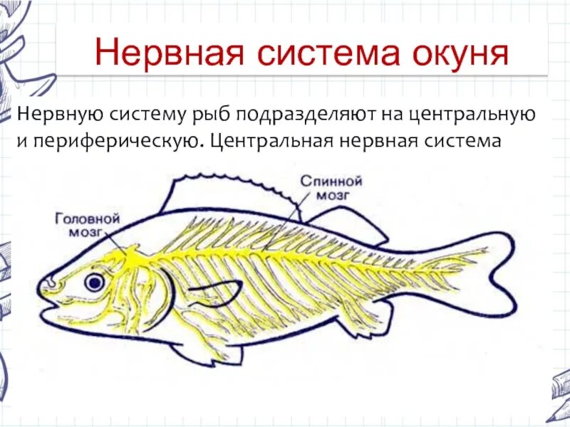 Нервная система рыб 7 класс биология. Нервная система рыб отделы головного мозга. Строение нервной системы рыб. Нервная система рыб головной мозг. Появление головного мозга у рыб