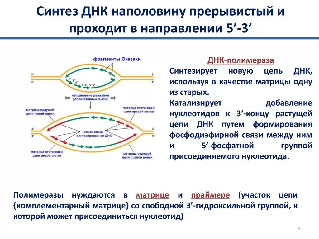 Направление матричной цепи днк. Синтез ДНК. Направление синтеза ДНК. Направление репликации ДНК. Направление цепей ДНК.