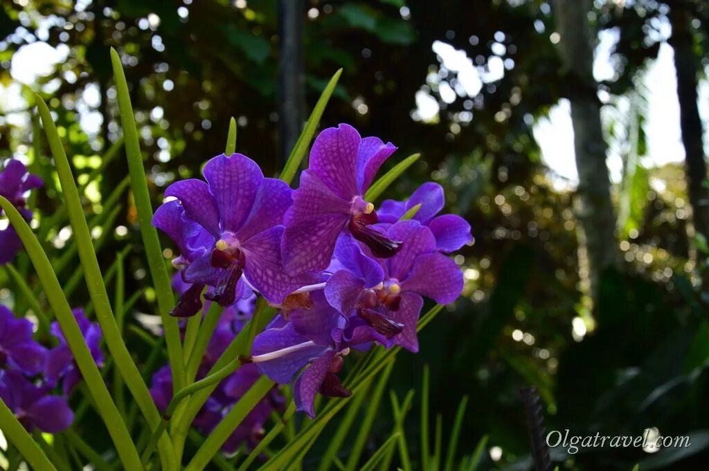 сингапурский ботанический сад национальный сад орхидей. сингапур орхидея. орхидея эстетика. индонезия парк орхидей. оно орхидея парк рукавотске.