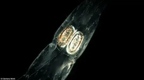 Морская вода под микроскопом