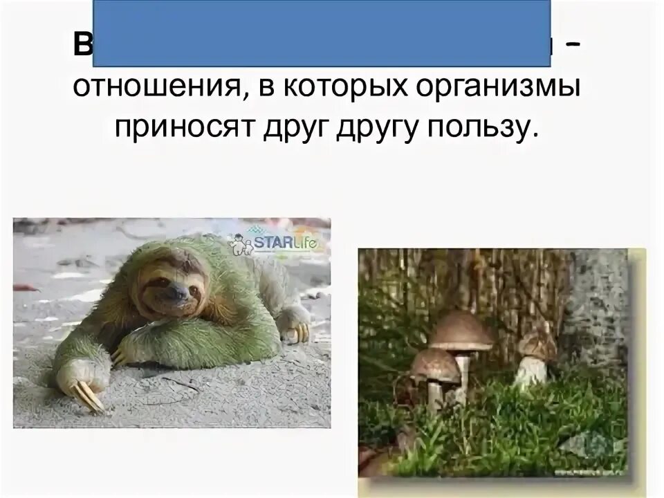 Живые организмы которым для жизнедеятельности необходим хозяин это. 29 декабря день биологического разнообразия. Организмы живущие за счет других живых организмов. Вопрос по теме многообразие живых организмов. Формы взаимоотношений животных.