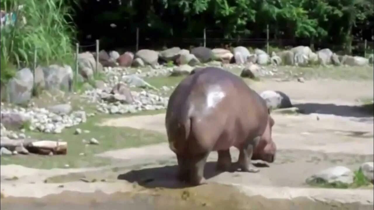 А если какают то зефиром песня