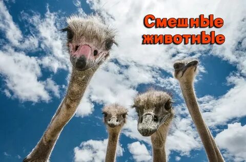 Приколы со смешными картинками