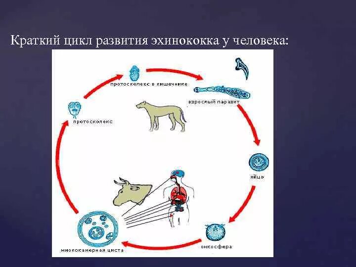 Эхинококкоз жизненный цикл схема. Жизненный цикл эхинококка схема. Цикл развития эхинококка схема. Цикл развития эхинококка.