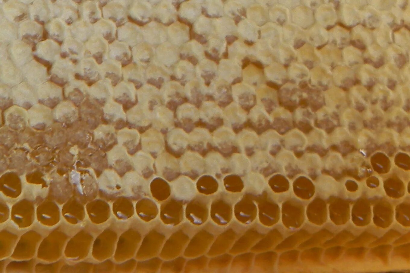 Пчелиный воск забрус. Восковые железы у пчел. Восковые зеркальца пчелы. Восковые соты для пчел.