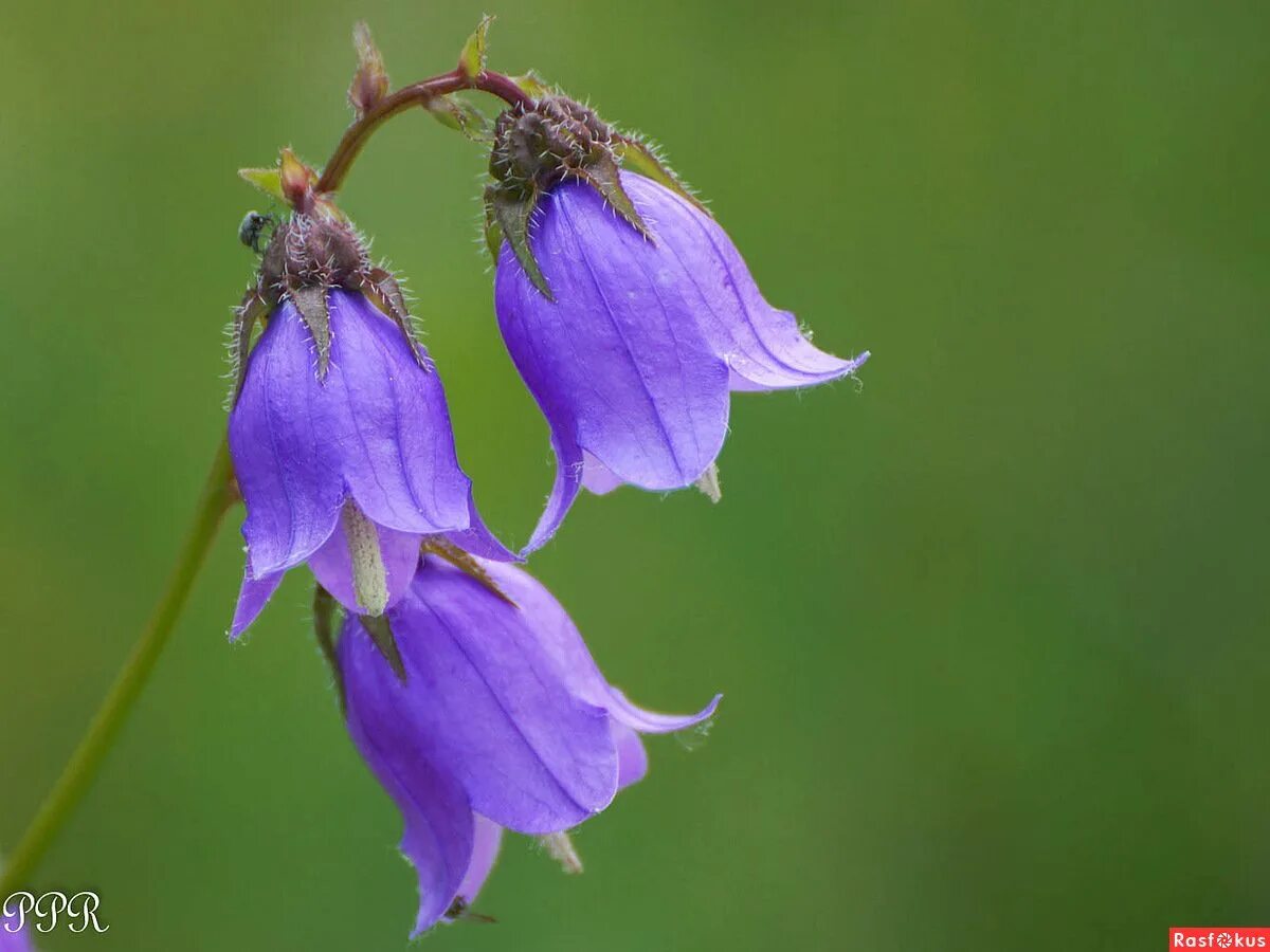 Колокольчик занесен в красную. Колокольчик Комарова (Campanula komarovii). Колокольчик Болонский Campanula Bononiensis. Колокольчик узколистный. Колокольчик Комарова красная книга Краснодарского края.