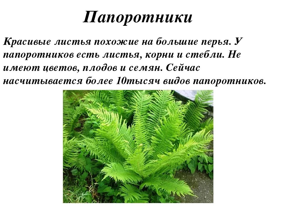 Примеры папоротниковых растений. Папоротник характеристика 3 класс. Отдел Папоротникообразные представители папоротников. Папоротник орляк описание. Папоротник хвойное или лиственное растение.