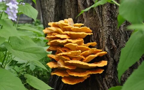 Древесные грибы: описание, польза и вред, съедобные белые и поделки из них.