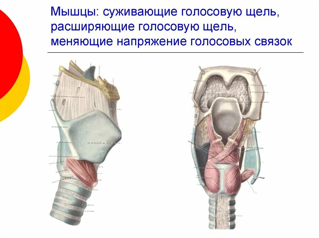 Мышцы расширяющие просвет голосовой щели. Мышцы суживающие голосовую щель. Мышцы гортани суживающие голосовую щель. Мышцы гортани расширяющие голосовую щель.