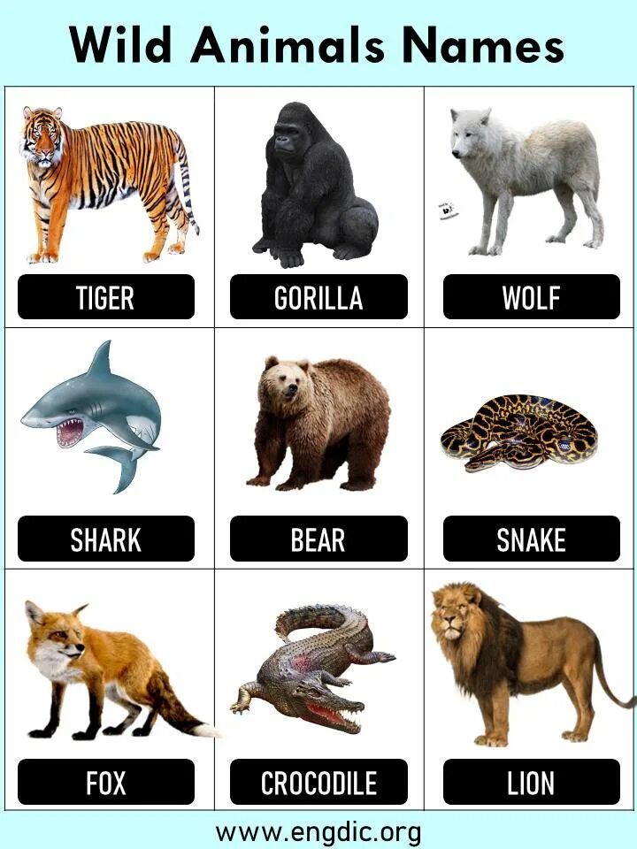 Имя animals