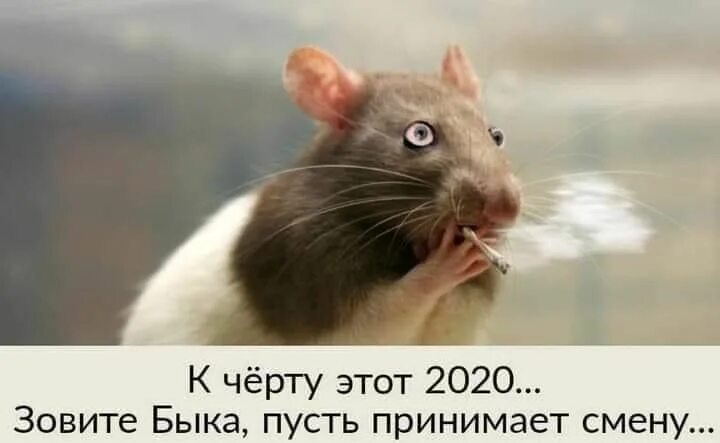20 Rats Adorable Enough To Destroy Your Rat Phobia (Photos)