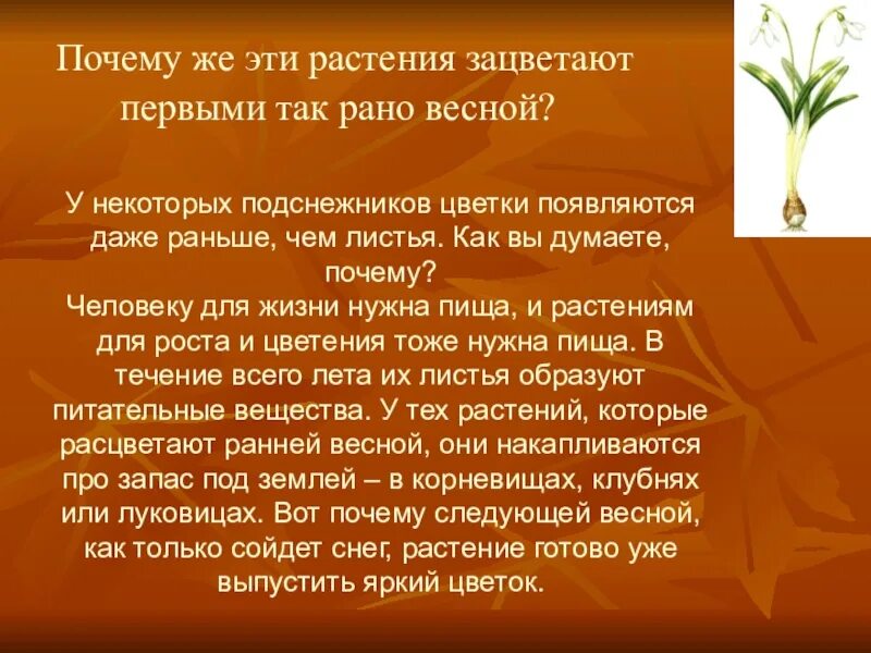 Какие растения 1 зацветают. Почему растения цветут. Растения которые первыми зацветают. Растения , первые зацветают. Почему некоторые растения цветки раннее.