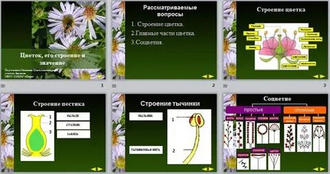 Тест биология строение растения