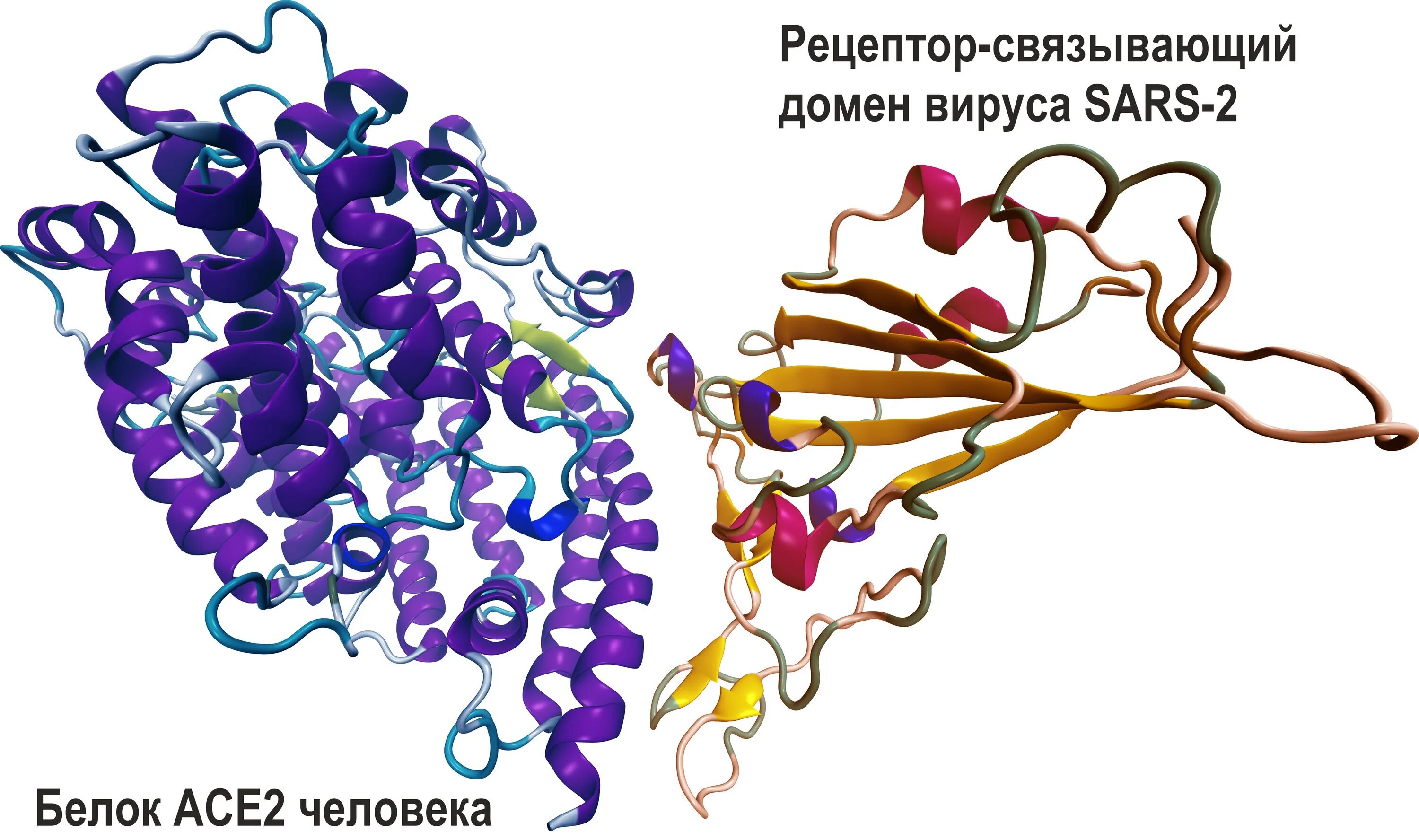 Рецепторы АПФ 2 И коронавирус. Ангиотензин-превращающий фермент 2 (ace2). Ace 2 Рецептор коронавирус. Белок коронавируса.